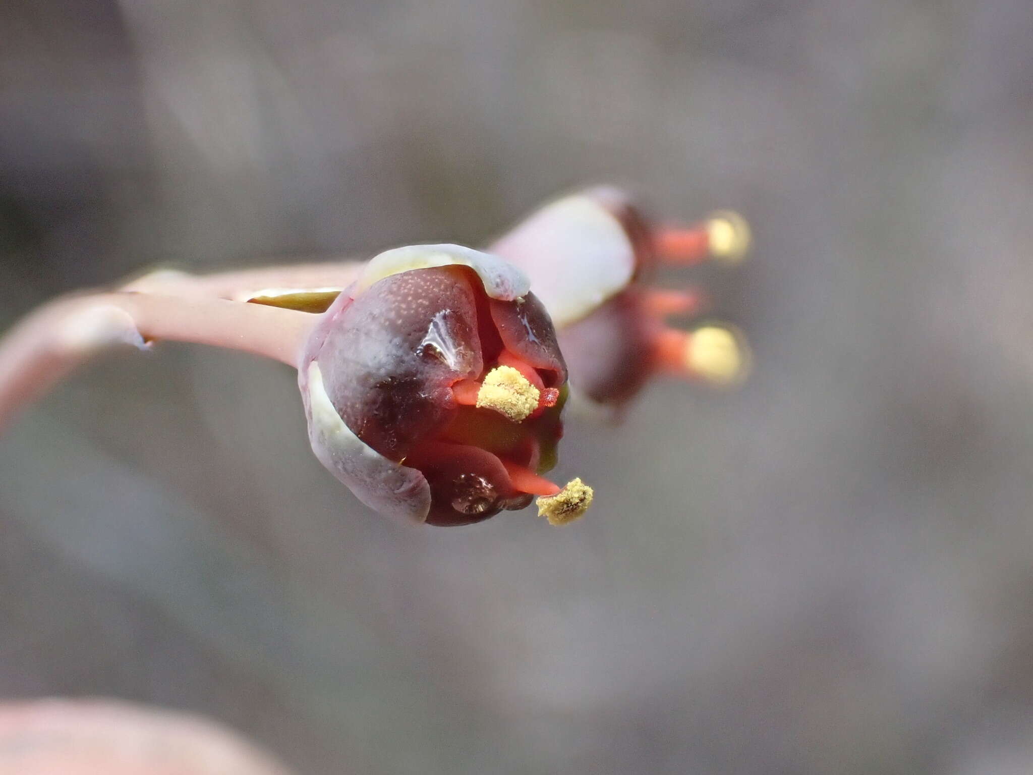 Image of Haemodorum tenuifolium A. Cunn. ex Benth.