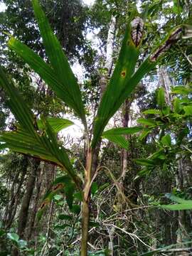 Image of Dypsis hildebrandtii (Baill.) Becc.