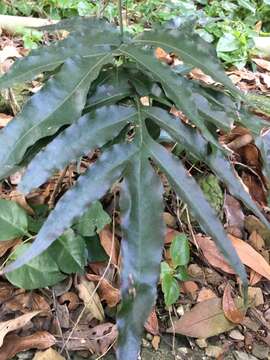 Image of Leptochilus ellipticus (Thunb.) Nooteboom