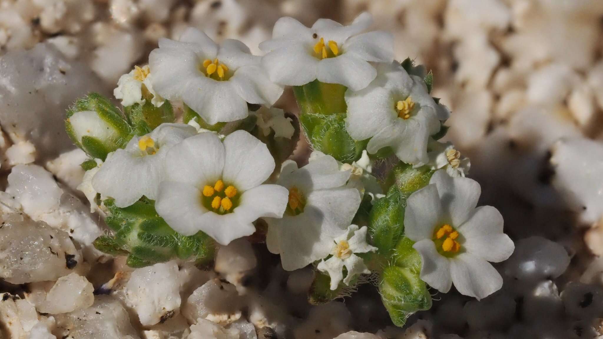 Image de Maculigilia maculata (Parish) V. Grant