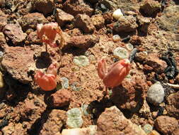 Image of Bulbine diphylla Schltr. ex Poelln.