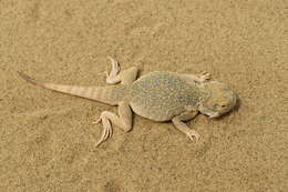 Image of Secret toadhead agama