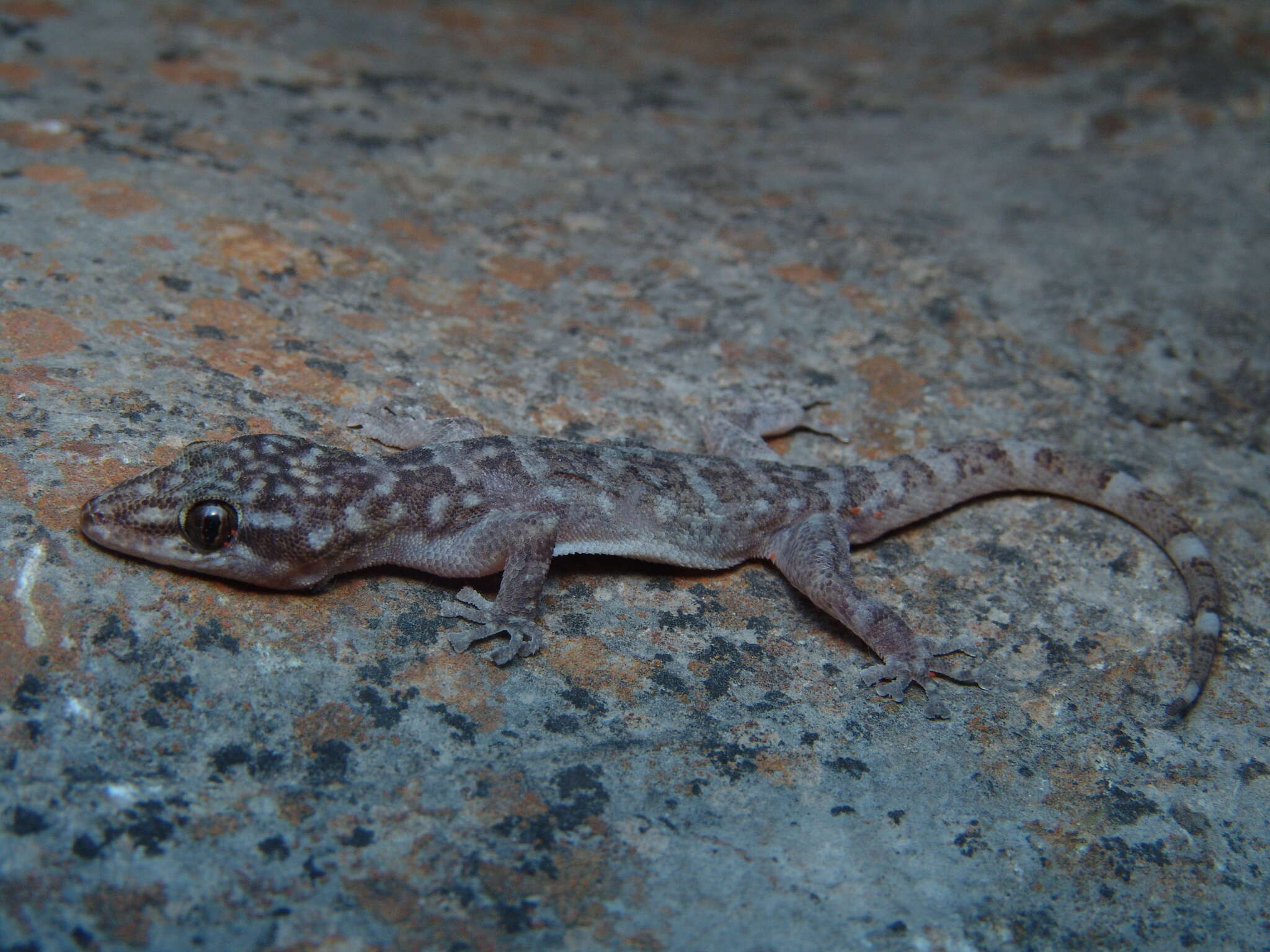 Phyllodactylus paucituberculatus Dixon 1960 resmi