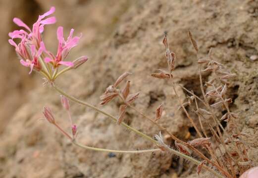 Image of Pelargonium trifoliolatum (Eckl. & Zeyh.) Steud.