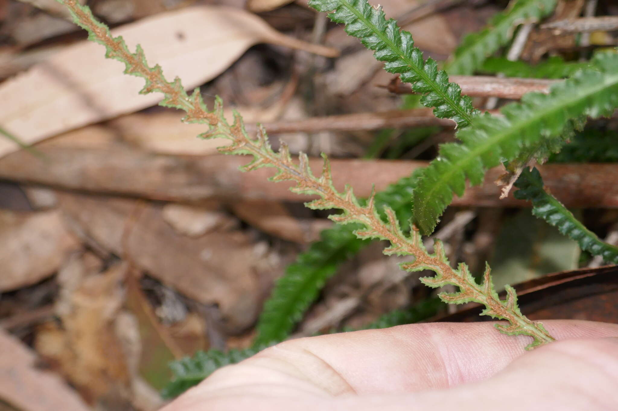 Image of Doodia heterophylla (Bail.) Wedd. & White