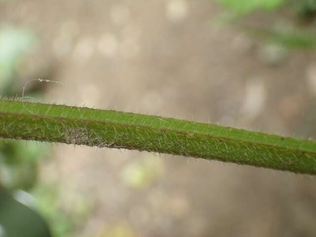 Image of hedge nettle