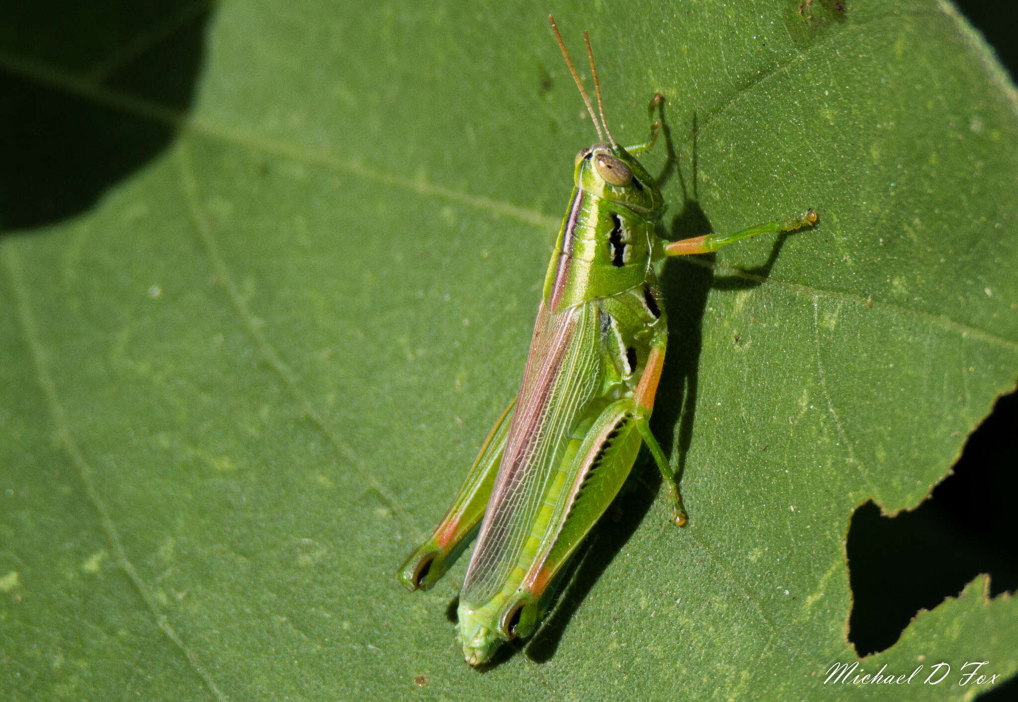 Image of Hesperotettix viridis (Thomas & C. 1872)