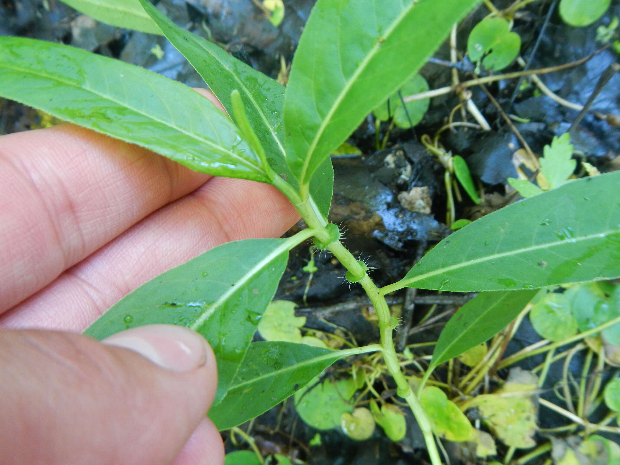 Image of water smartweed