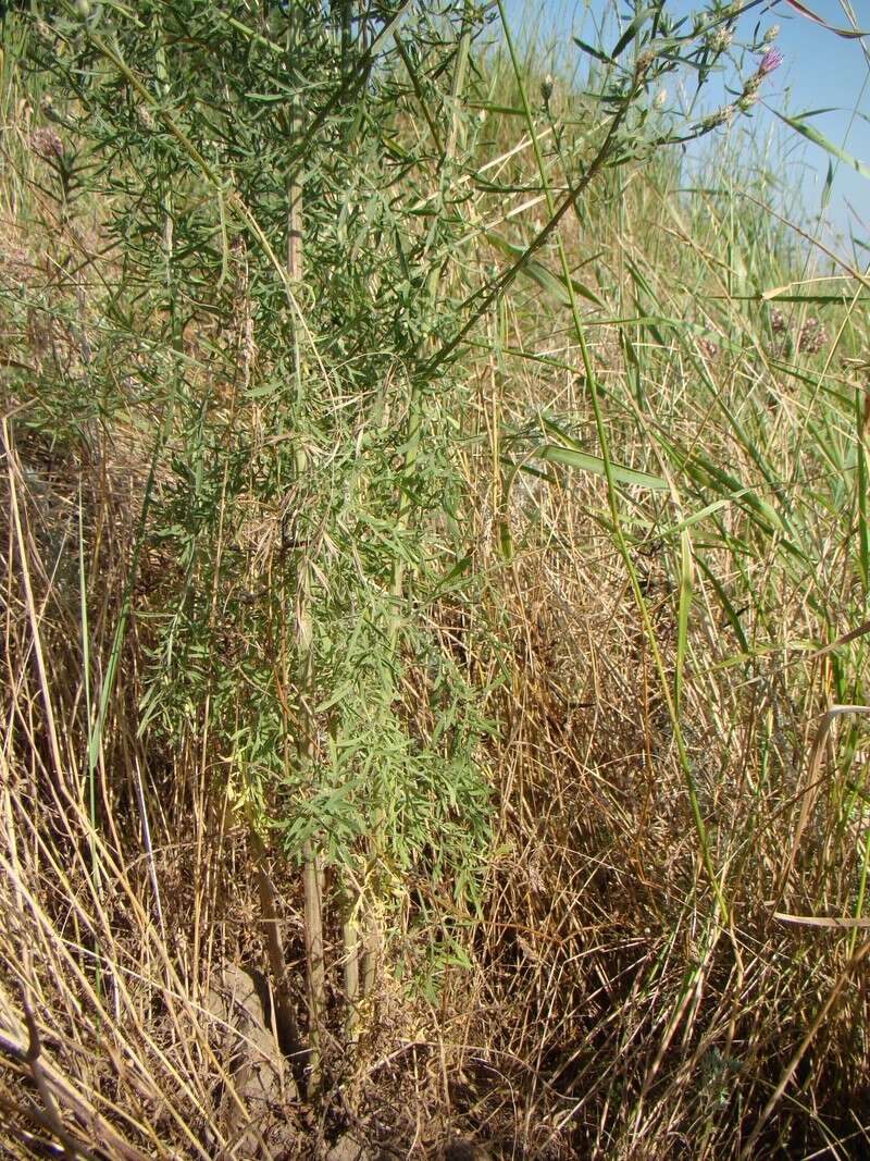 Image of diffuse knapweed