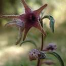 Imagem de Ceropegia meyerana (Schltr.) Bruyns