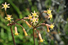 Image of Tulbaghia dregeana Kunth