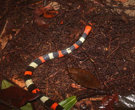 Image of Aesculapian False Coral Snake