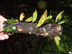 Image of Pleopeltis panamensis (Weath.) Pic. Serm.
