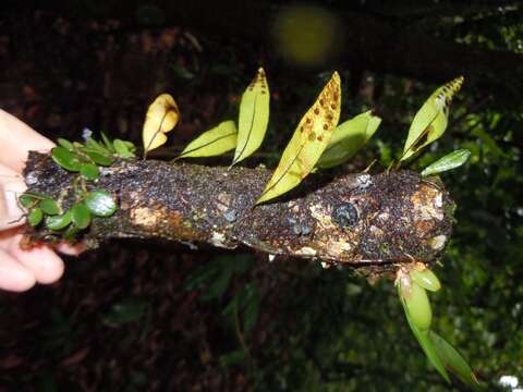 Image of Pleopeltis panamensis (Weath.) Pic. Serm.