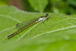 Image de Agrion Posé