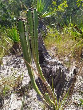 Image of Cipocereus crassisepalus (Buining & Brederoo) Barthlott & N. P. Taylor