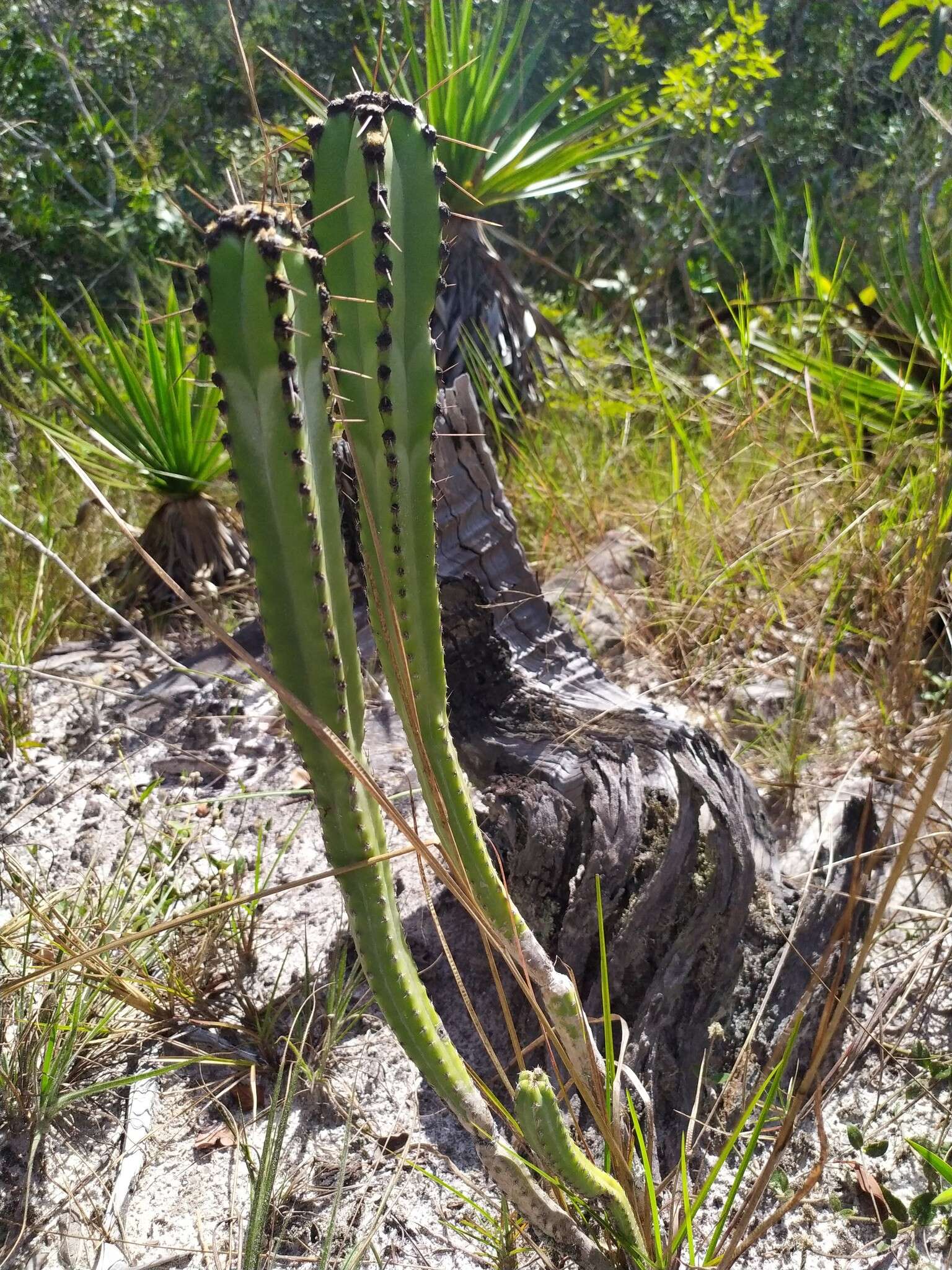 Cipocereus crassisepalus (Buining & Brederoo) Barthlott & N. P. Taylor resmi