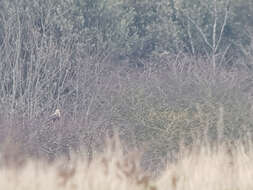 Imagem de Buteo lagopus lagopus (Pontoppidan 1763)