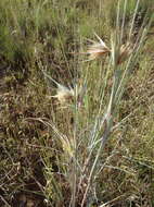 Image of Red grass