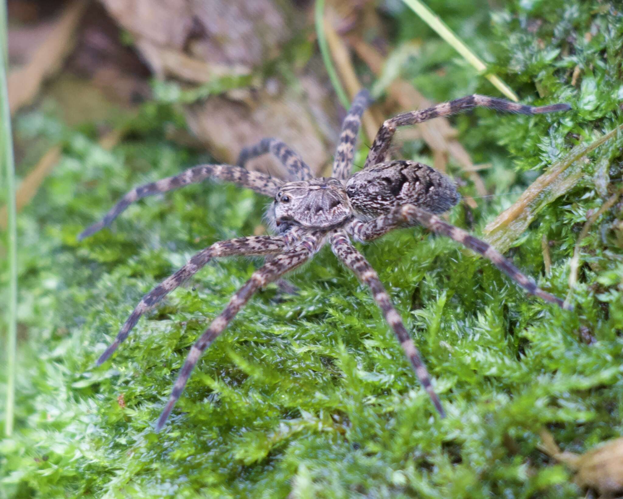 Plancia ëd Dolomedes scriptus Hentz 1845