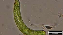 Image de Euglena ehrenbergii Klebs 1883