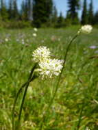 Image of sticky tofieldia