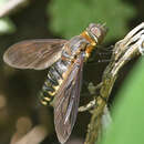 Image of Exoprosopa fumosa Cresson 1919