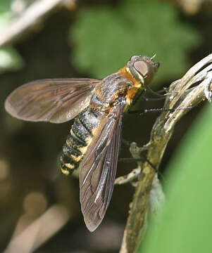 Image of Exoprosopa fumosa Cresson 1919