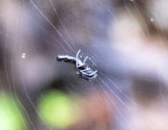 Image of Cyclosa bifida (Doleschall 1859)