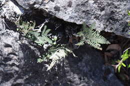 Image of Copeland's cloak fern