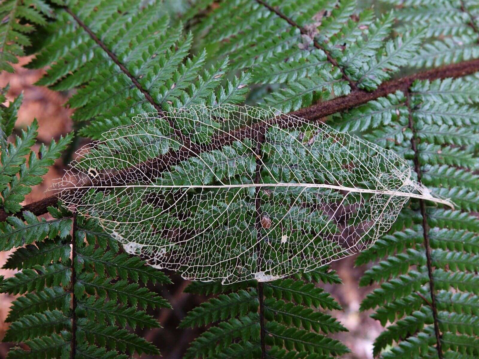 Image of Melicytus ramiflorus subsp. ramiflorus