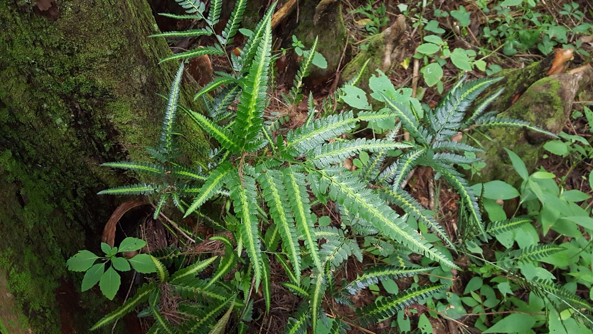 Image of simpler hollyfern