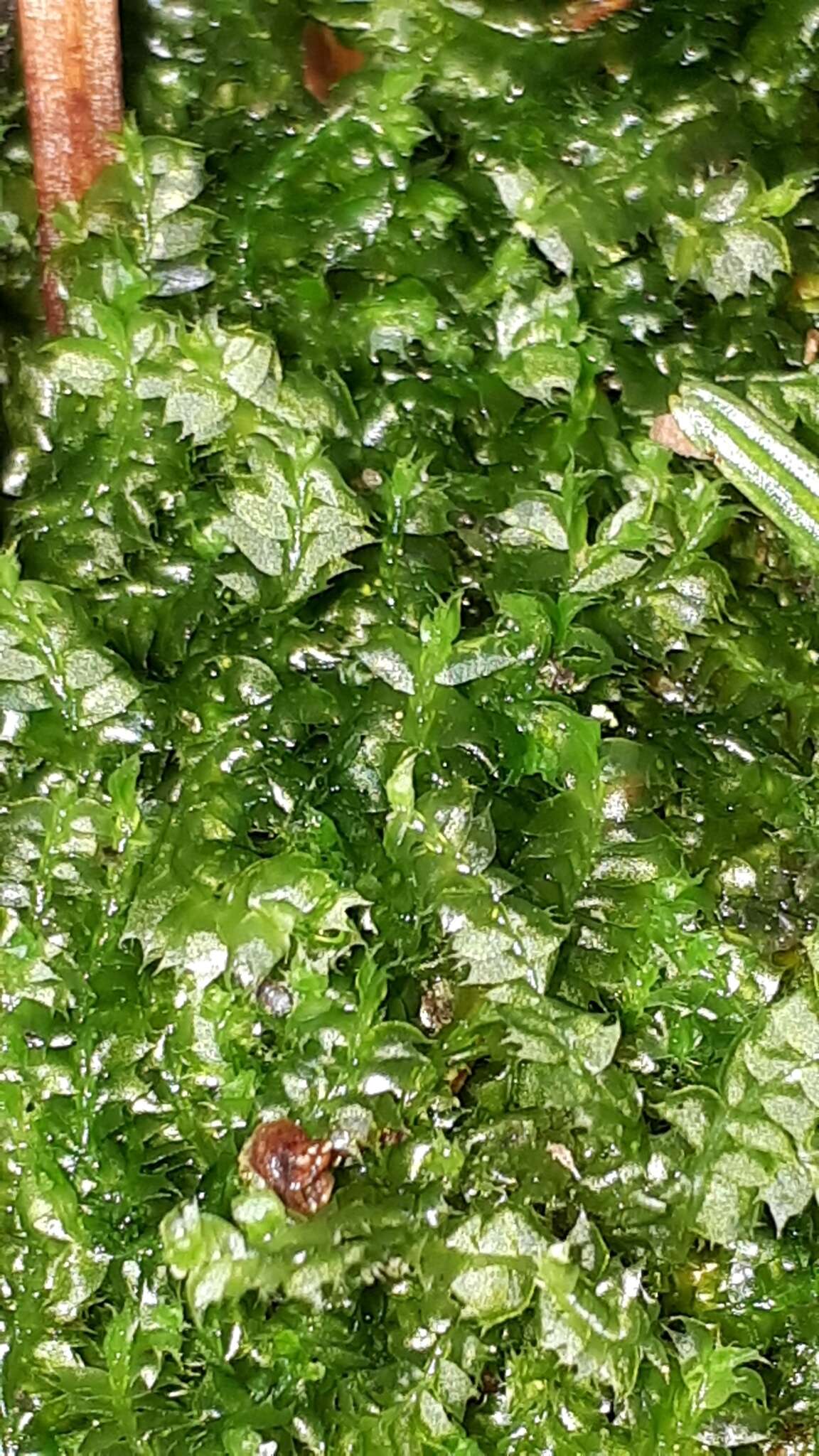 Image of Bifid Crestwort