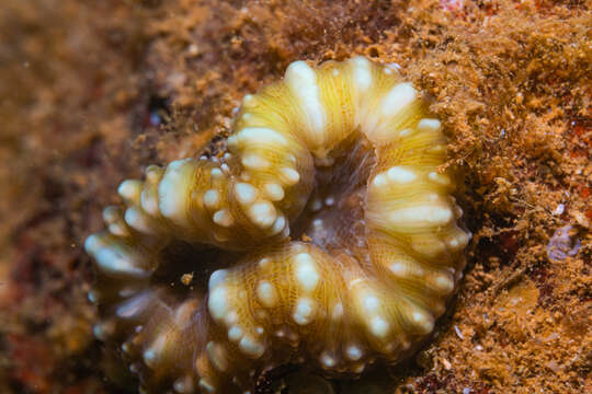 Image of Acanthastrea pachysepta (Chevalier 1975)