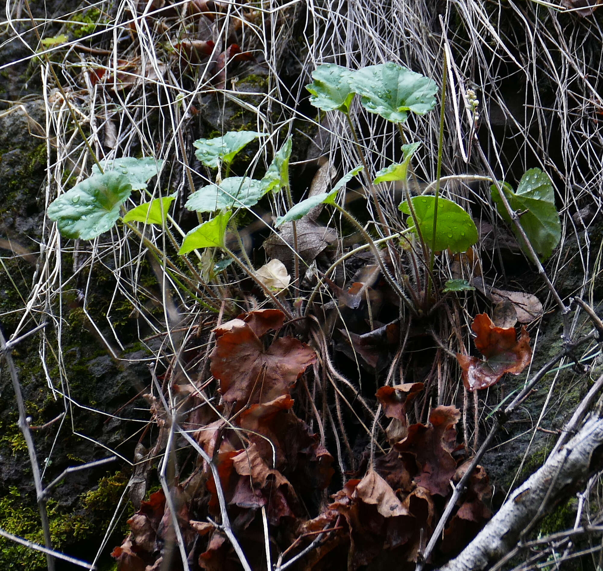 Image de Heuchera novomexicana Wheelock