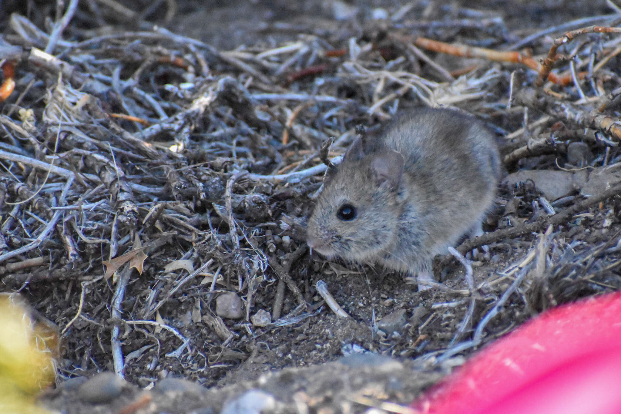 Image of Bunny Rat