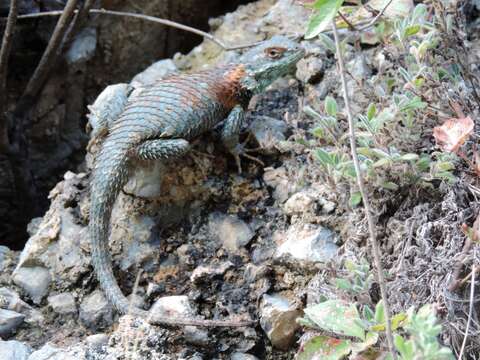 Image of Sceloporus torquatus binocularis Dunn 1936