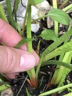 Image of Tennessee yelloweyed grass