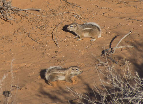 Image of white-tailed antelope squirrel