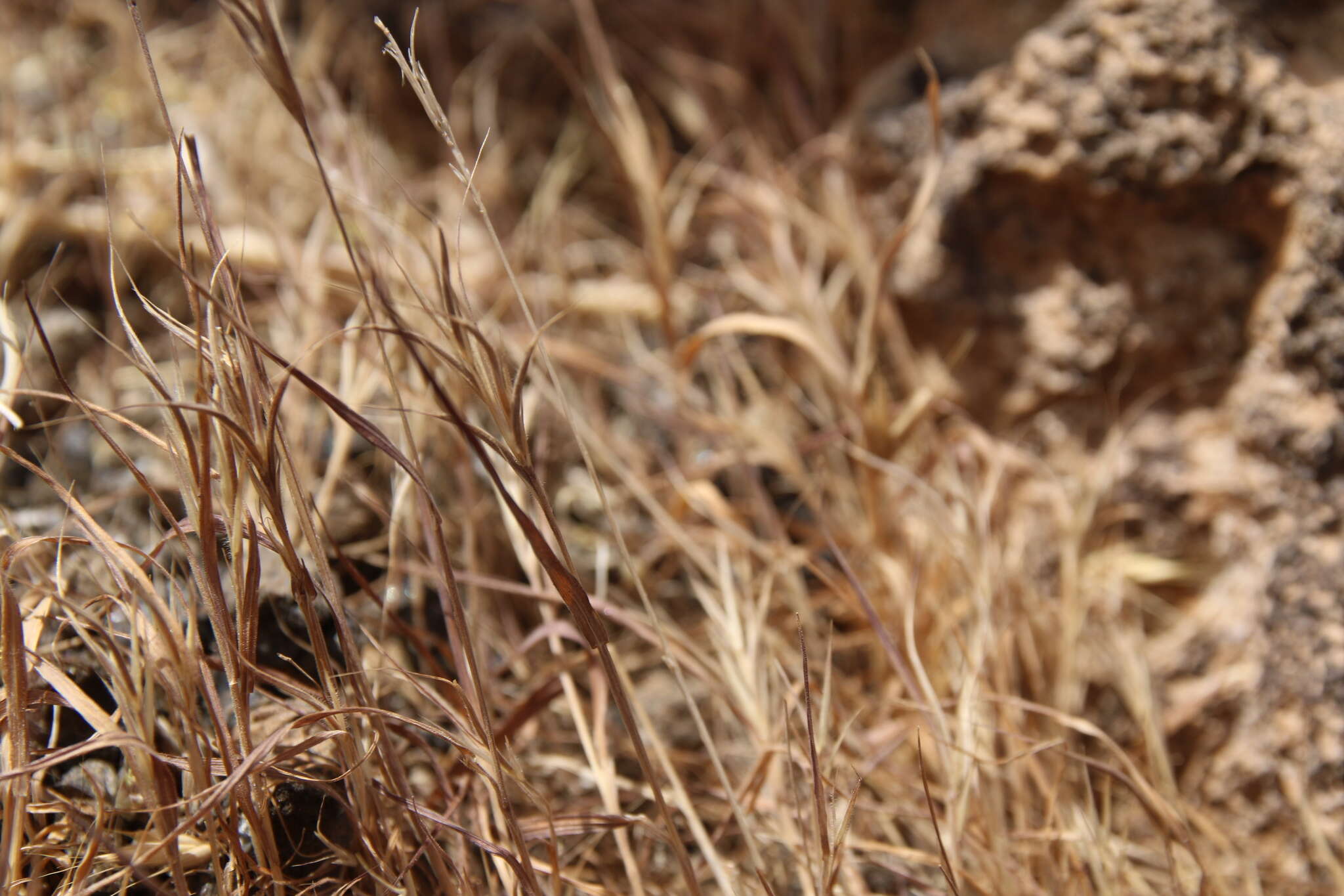 Image of Bromus fasciculatus C. Presl