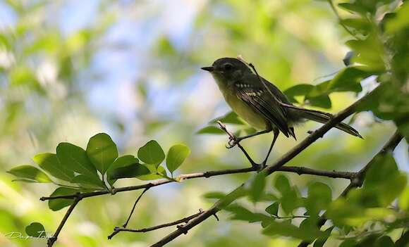 Phylloscartes ventralis (Temminck 1824)的圖片