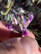 Sivun Astragalus tidestromii (Rydb.) Clokey kuva