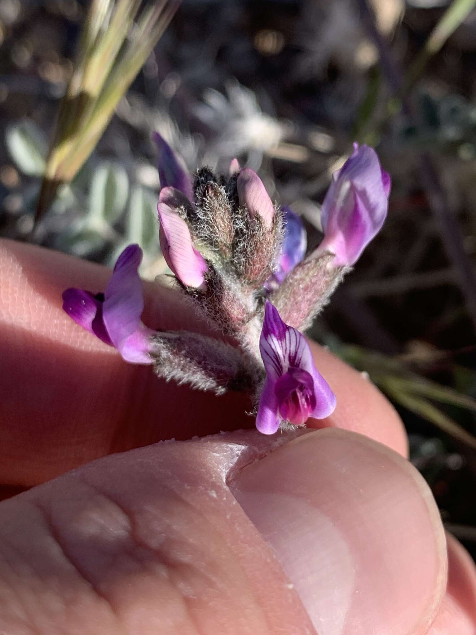 Sivun Astragalus tidestromii (Rydb.) Clokey kuva