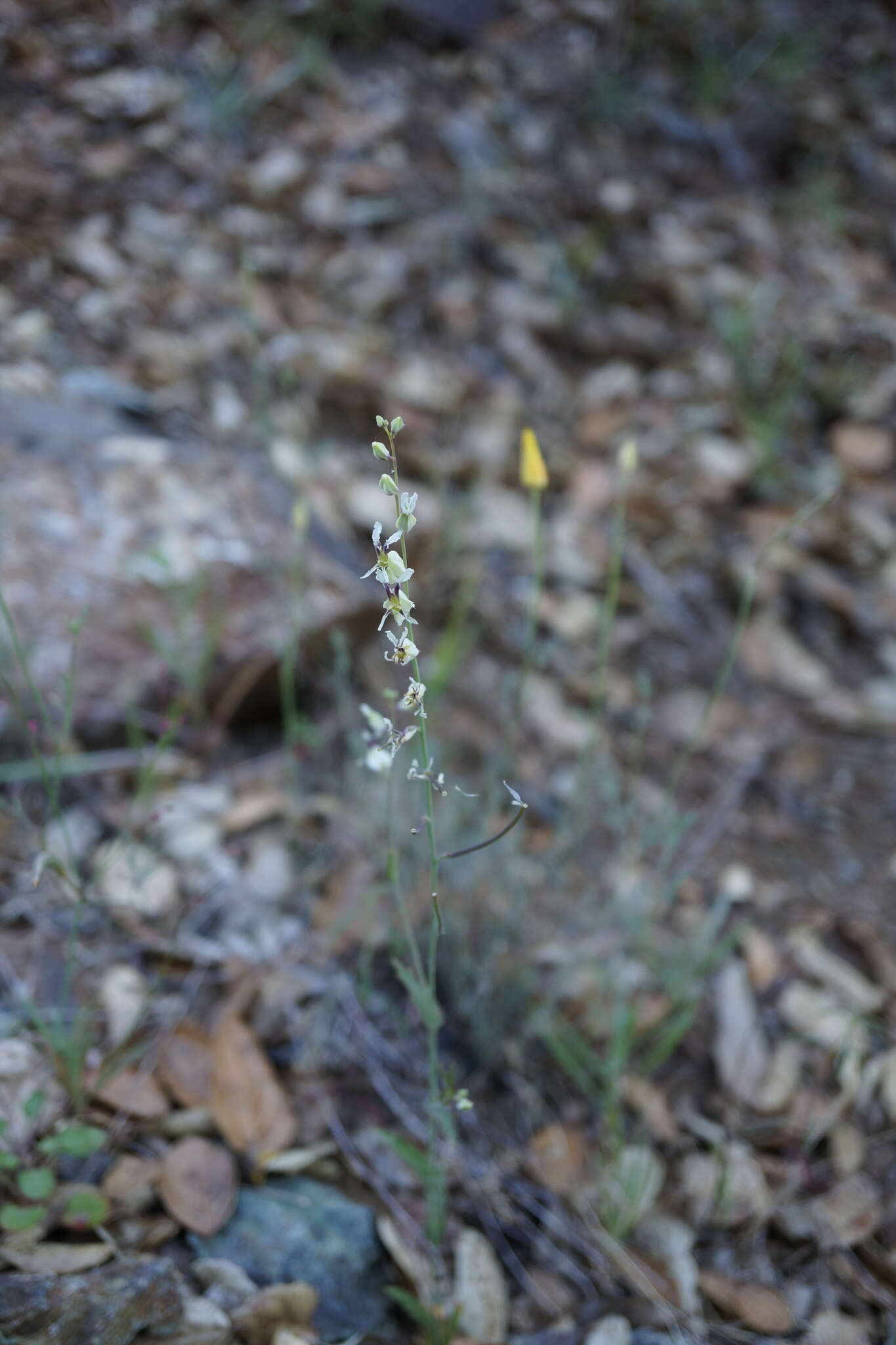 صورة Streptanthus glandulosus subsp. secundus (Greene) Kruckeb.