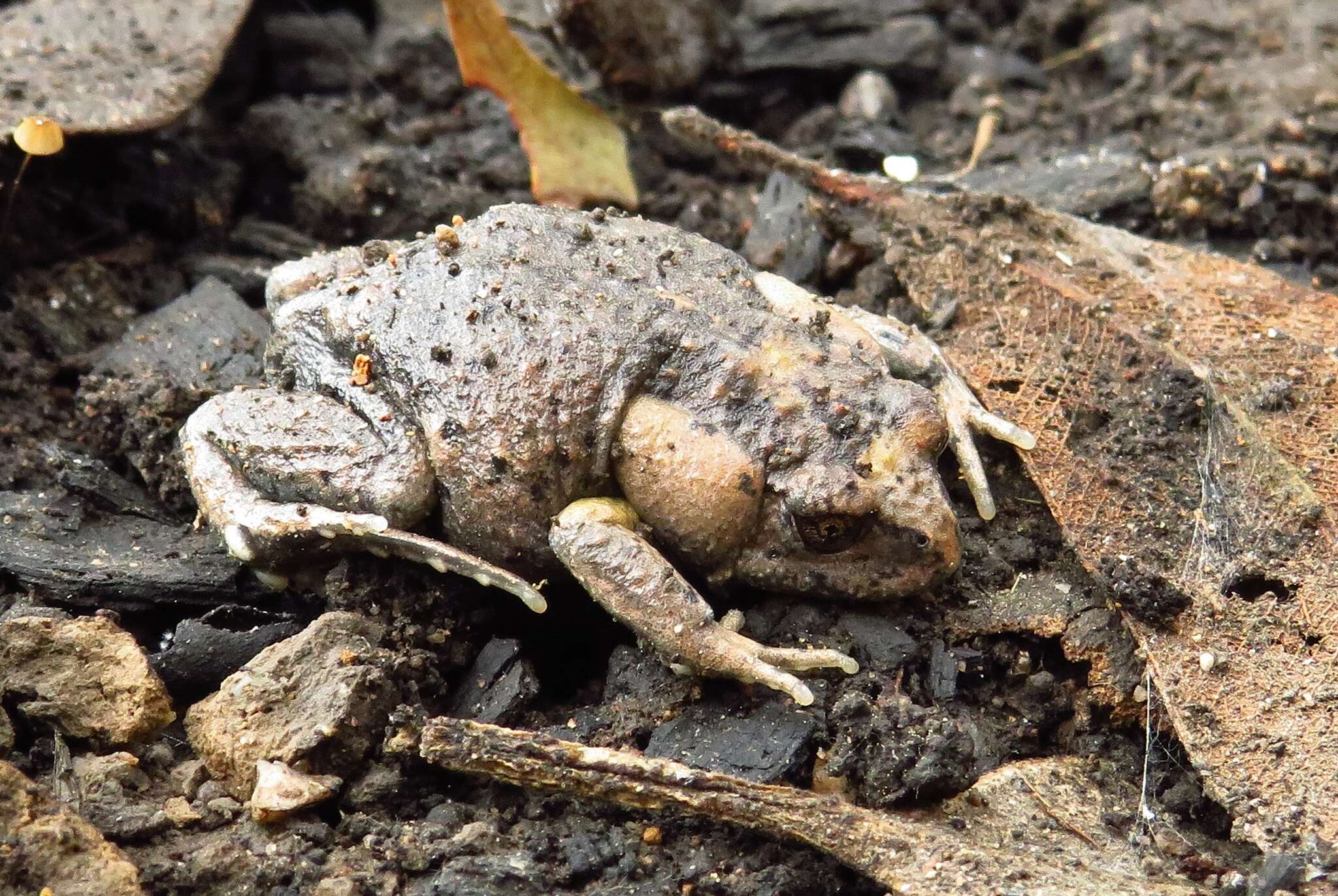 Image of Tyler’s Toadlet