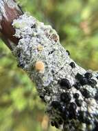 Image of crabseye lichen