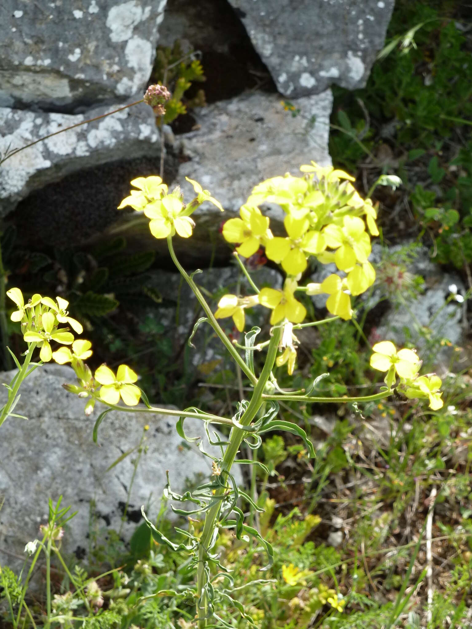 صورة Erysimum maremmanum