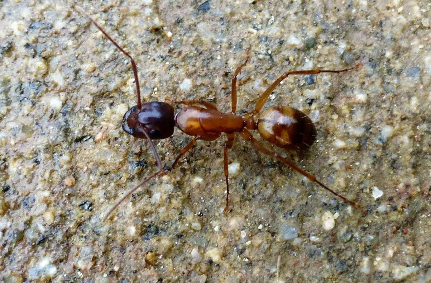 Image of Camponotus semitestaceus Snelling 1970