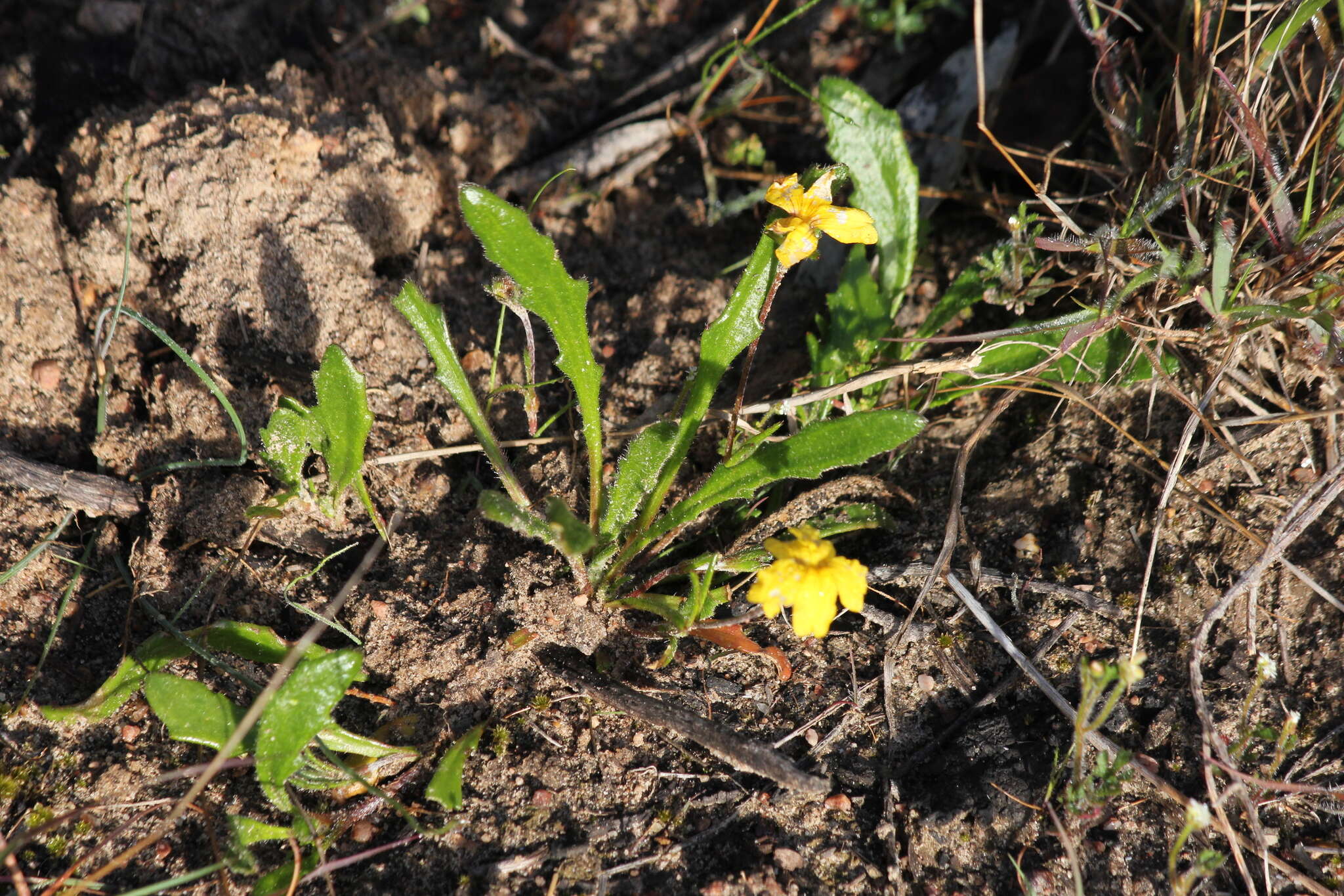 Imagem de Goodenia geniculata R. Br.