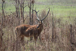 Image of Rucervus duvaucelii branderi Pocock 1943